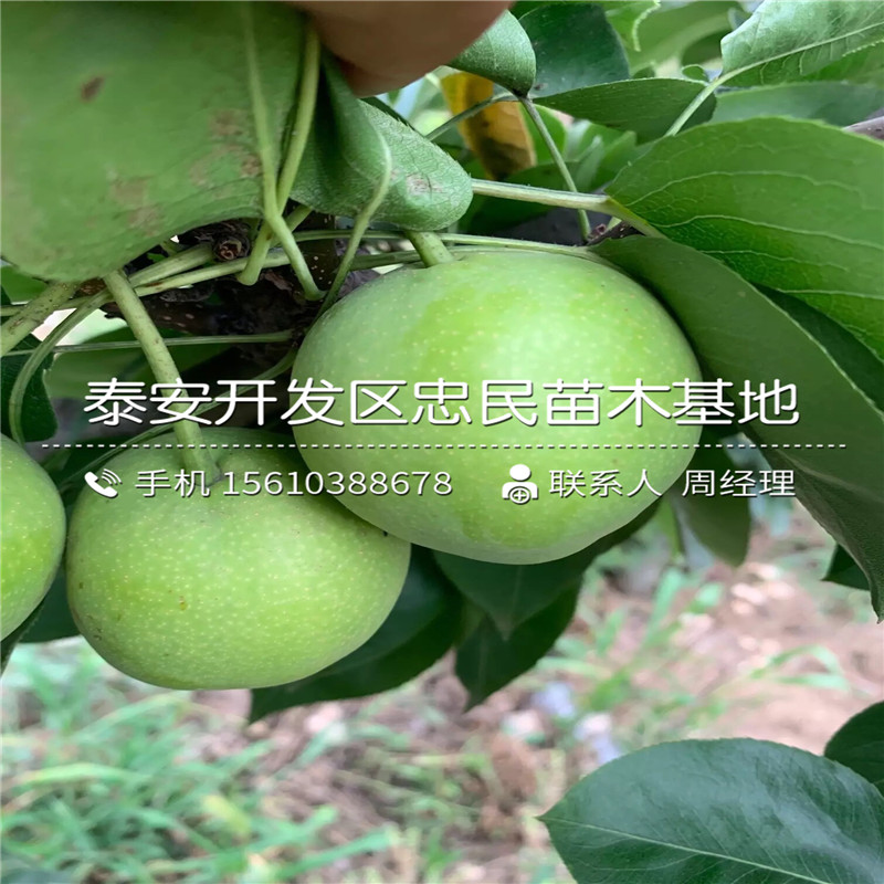 水晶梨樹苗、水晶梨樹苗產(chǎn)地在哪里