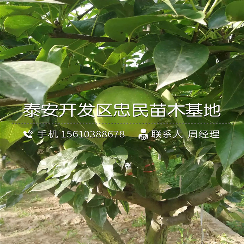 紅啤梨樹苗、紅啤梨樹苗行情