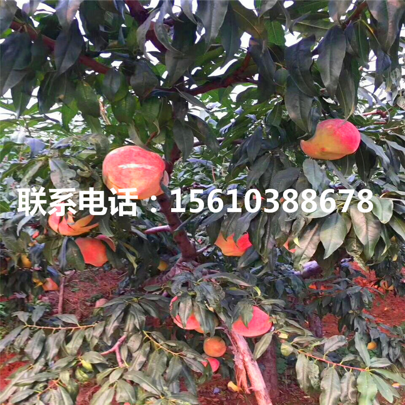 附近哪里有桃樹小苗、桃樹小苗多少錢