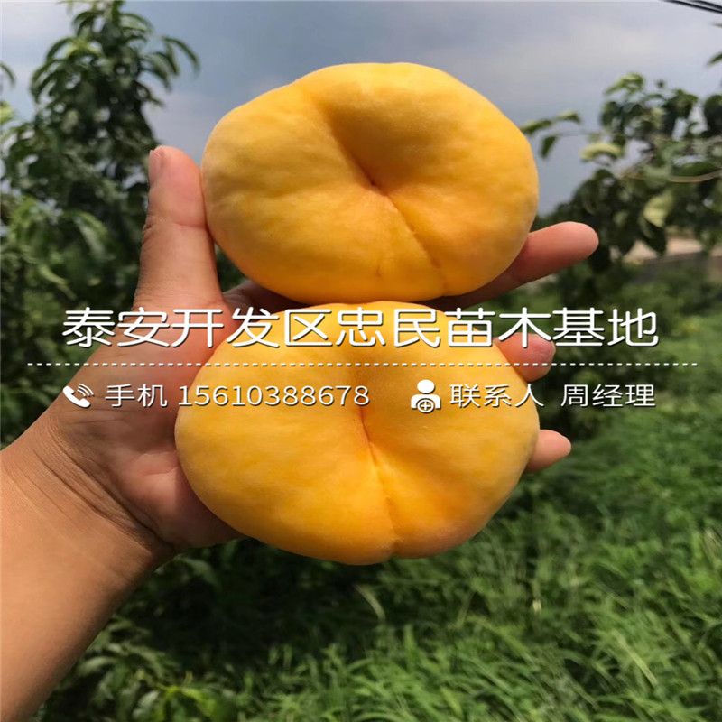 2019年桃樹小苗什么時間成熟