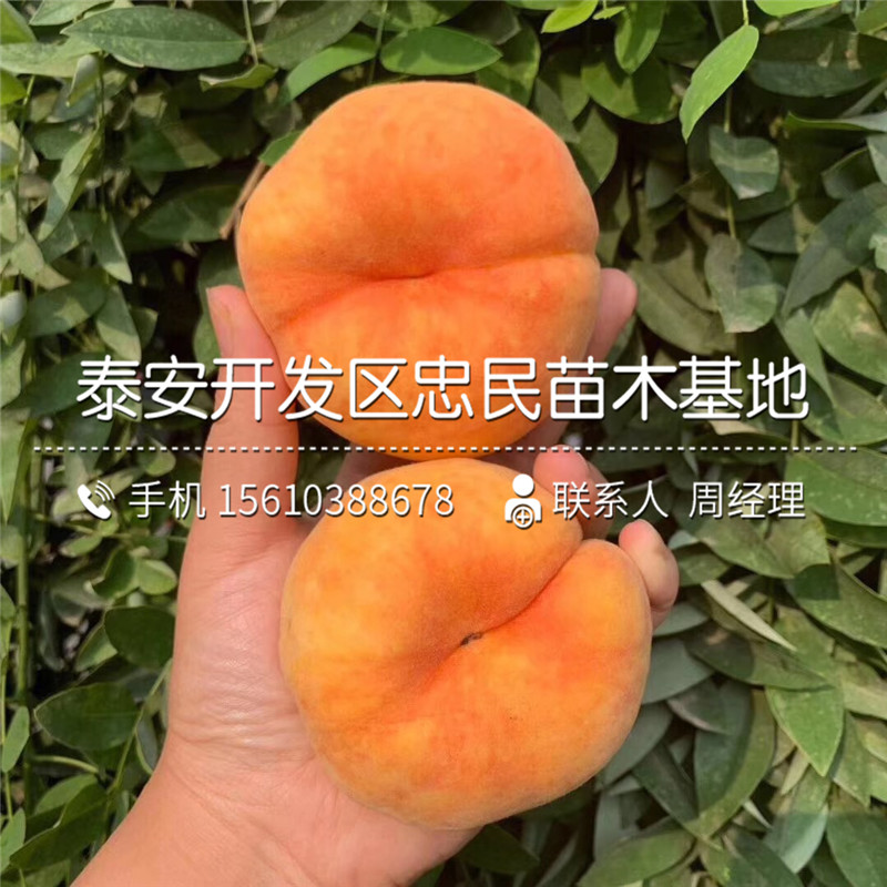 附近哪里有桃樹小苗、桃樹小苗多少錢