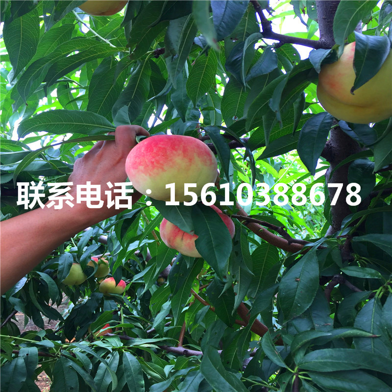 1公分桃樹小苗批發(fā)、桃樹小苗什么價(jià)格