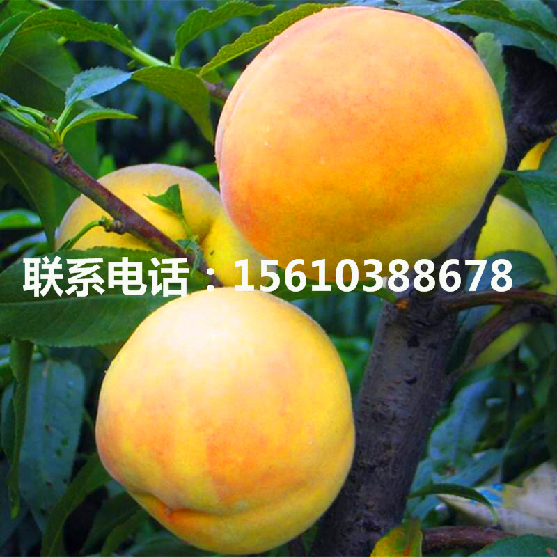 1568304885044370300-0.jpg
