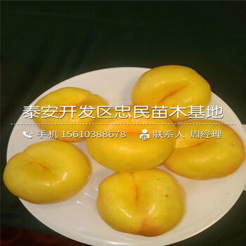 1公分桃樹小苗批發(fā)、桃樹小苗什么價(jià)格