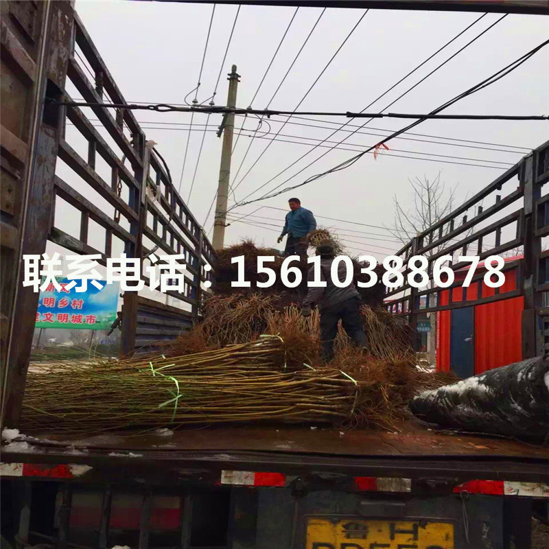 1公分桃樹小苗批發(fā)、桃樹小苗什么價(jià)格
