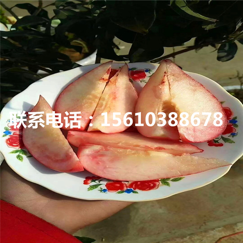 2019年桃樹小苗什么時間成熟