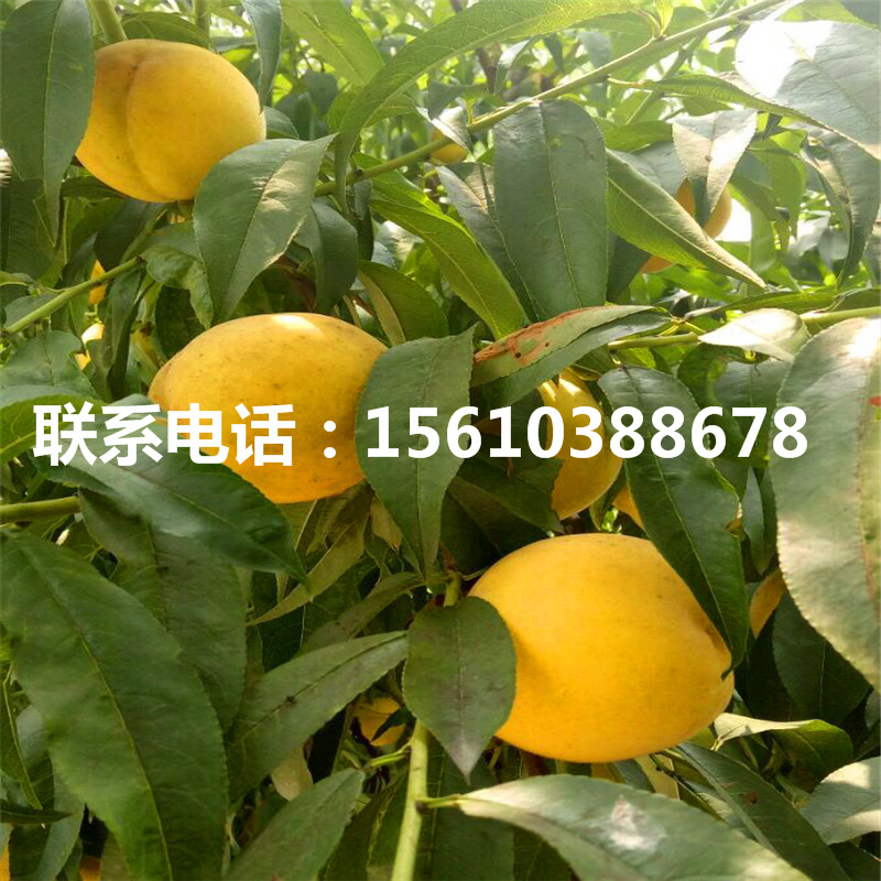 1公分桃樹小苗批發(fā)、桃樹小苗什么價(jià)格