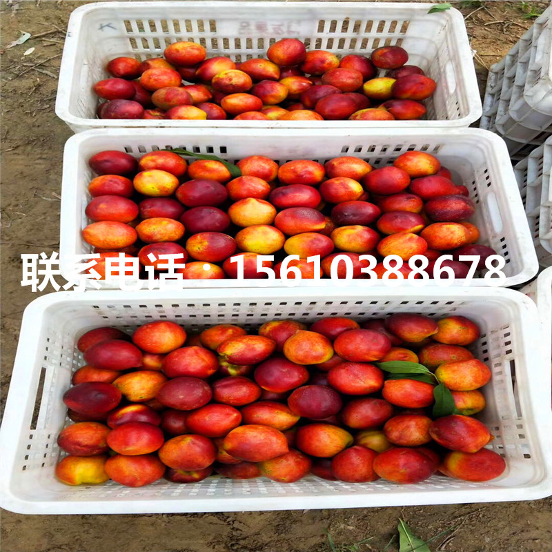 附近哪里有桃樹小苗、桃樹小苗多少錢