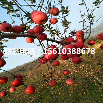 華碩蘋果苗批發(fā)、華碩蘋果苗出售基地