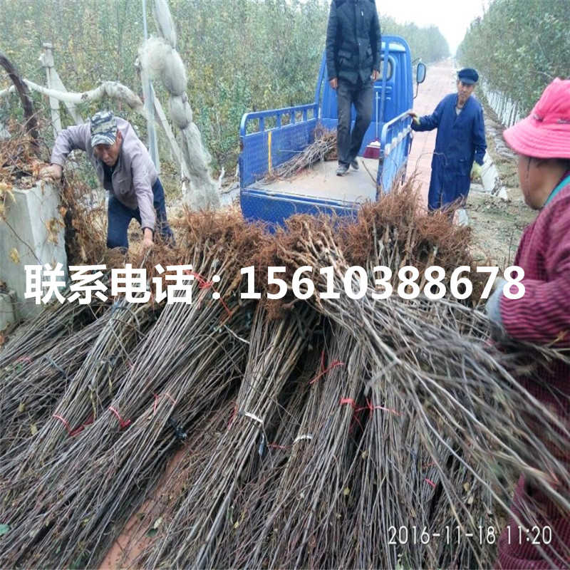 秦陽(yáng)草莓苗價(jià)格、秦陽(yáng)草莓苗報(bào)價(jià)