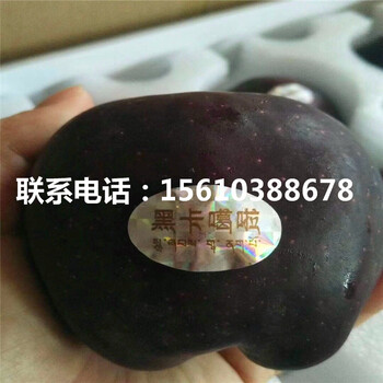 富士王蘋果苗批發(fā)、富士王蘋果苗報(bào)價(jià)