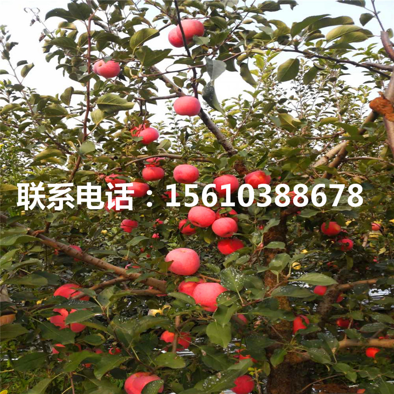 煙富6號蘋果苗價格多少、煙富6號蘋果苗品種