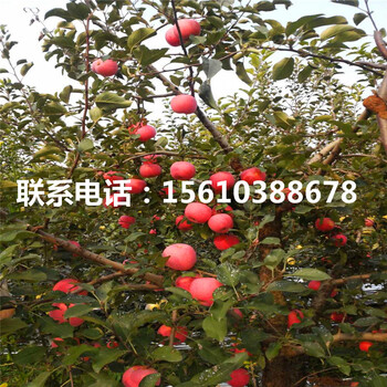 黑鉆蘋果苗出售價(jià)格、黑鉆蘋果苗產(chǎn)地在哪里