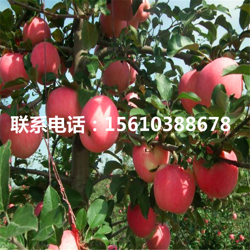 神富6號(hào)蘋果苗品種介紹、神富6號(hào)蘋果苗產(chǎn)地在哪里