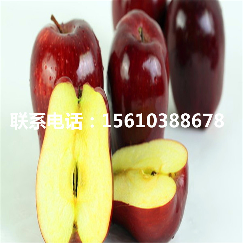 紅將軍蘋果苗、紅將軍蘋果苗一株多少錢