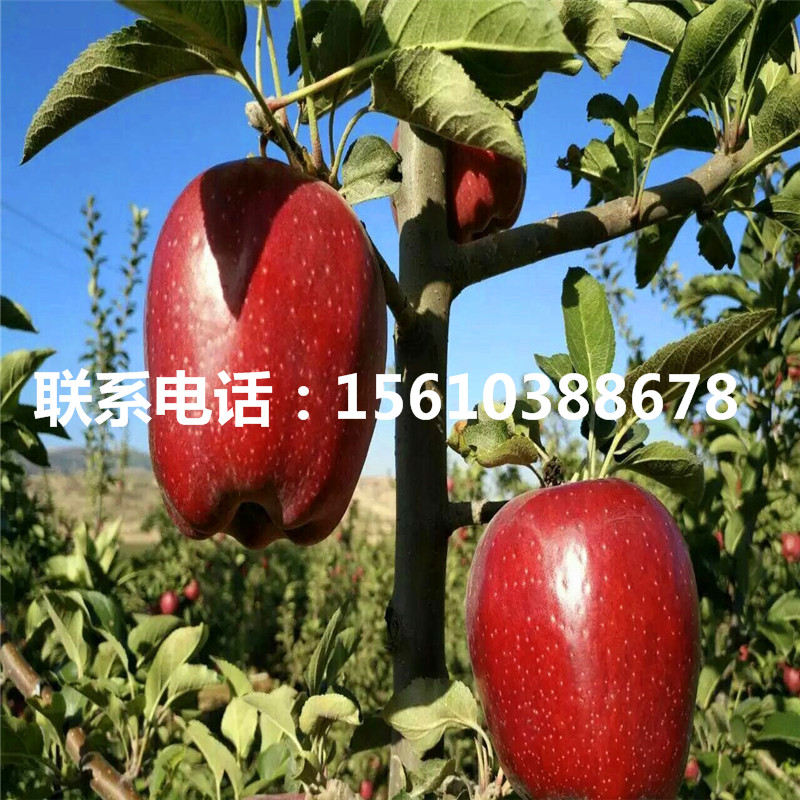 明月蘋果苗管理技術、明月蘋果苗怎么種
