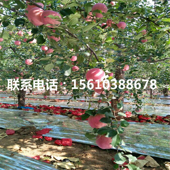 蘋果小苗、蘋果小苗多少錢一棵