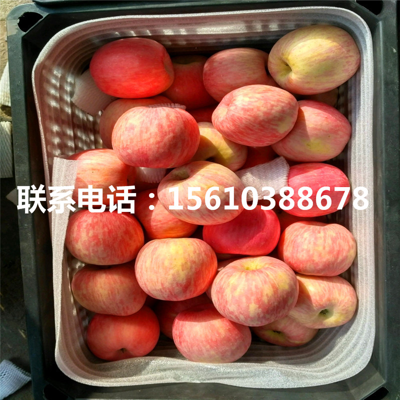 黃元帥蘋果苗管理技術(shù)、黃元帥蘋果苗產(chǎn)地在哪里
