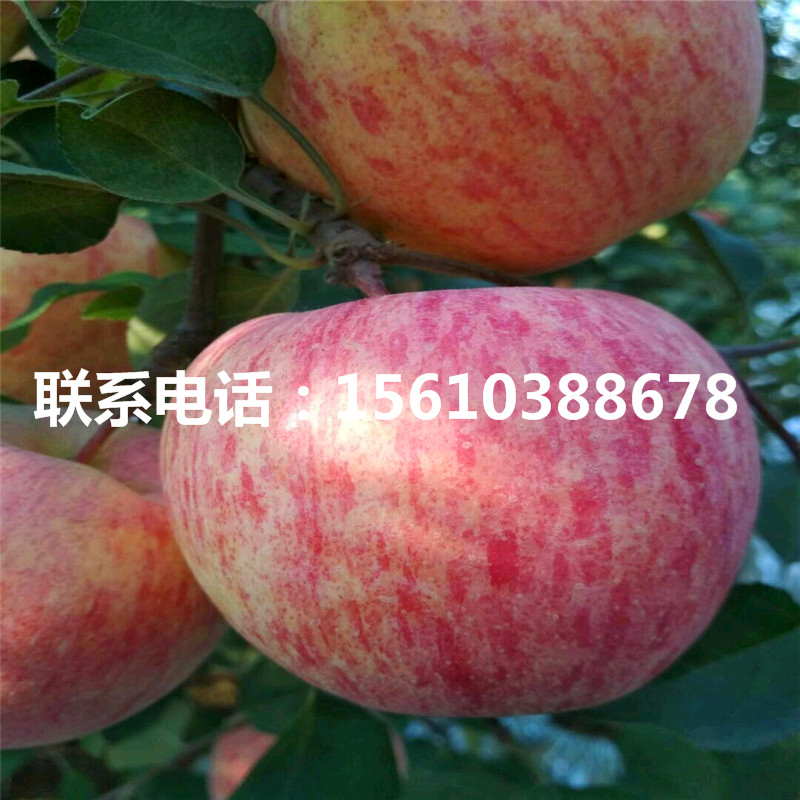 雞心果蘋果苗哪里有賣、雞心果蘋果苗一棵多少錢