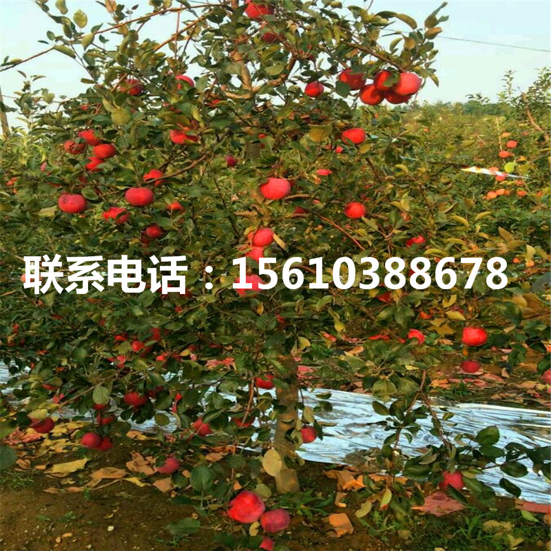 花牛蘋果苗種植基地、花牛蘋果苗那家好