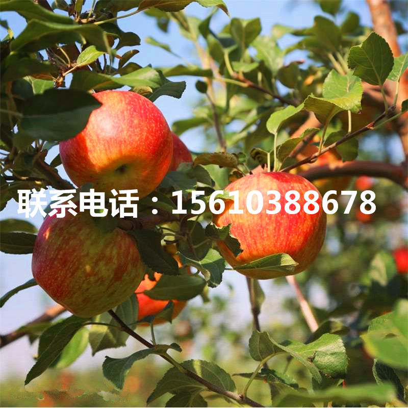 紅色之愛蘋果苗種植基地、紅色之愛蘋果苗怎么種