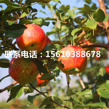 秦脆蘋(píng)果苗那種好、秦脆蘋(píng)果苗多少錢(qián)
