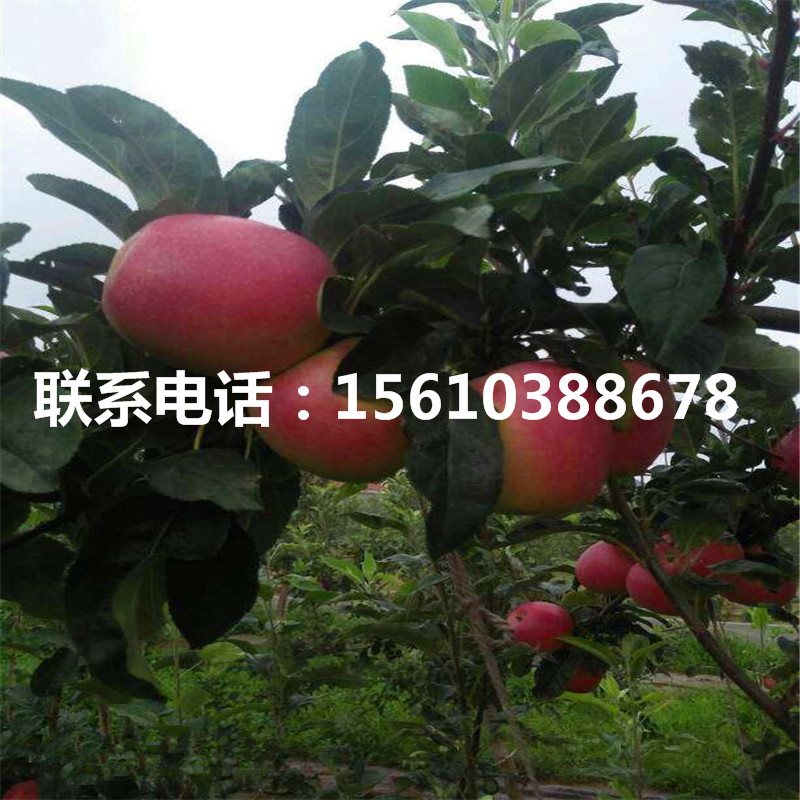 蘋果小苗行情、蘋果小苗報價