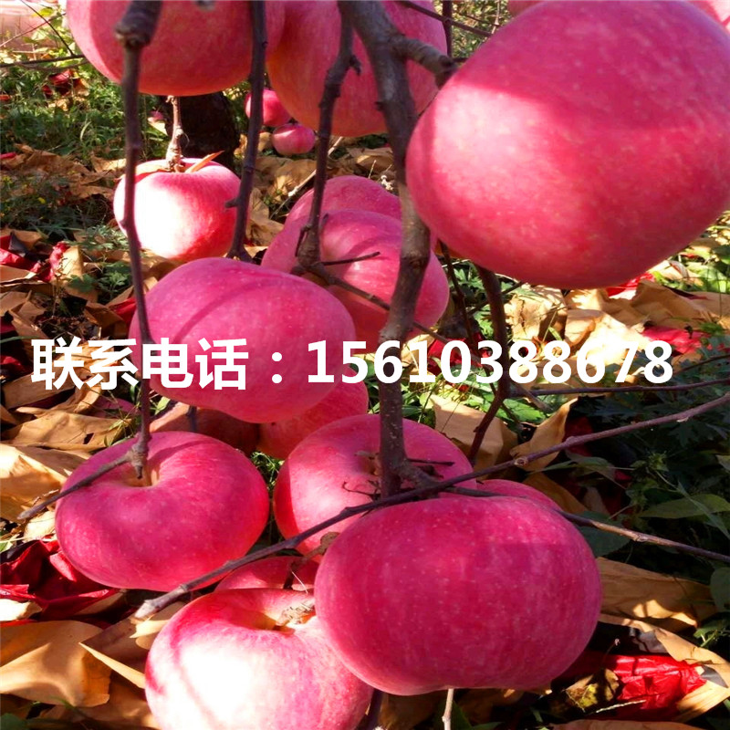 蘋果小苗多少錢一棵、蘋果小苗產(chǎn)地在哪里