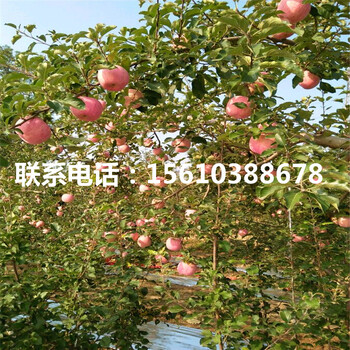 花牛蘋果苗出售價格、花牛蘋果苗價位