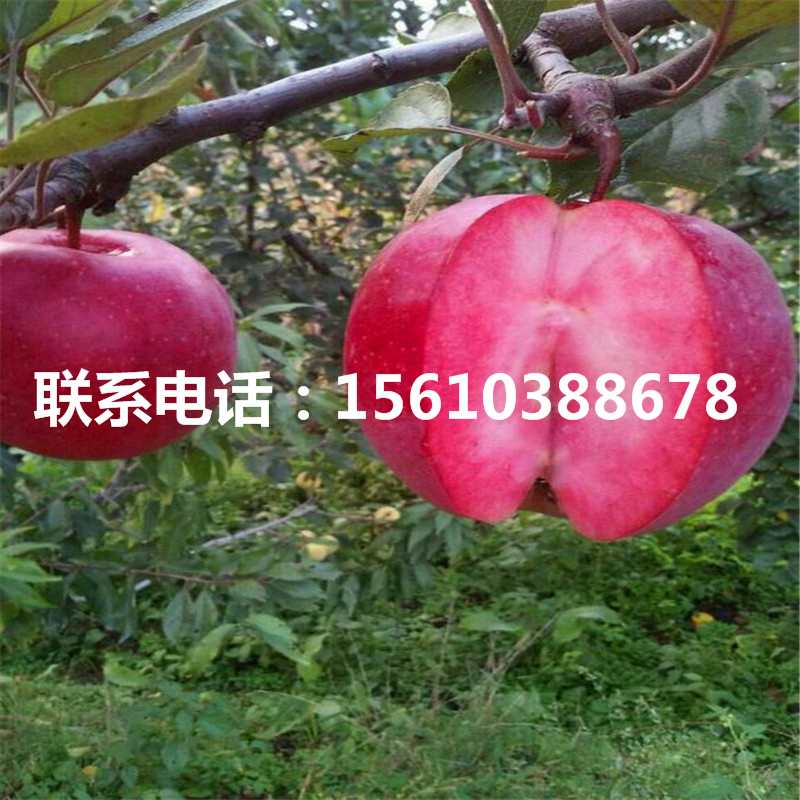 明月蘋果苗管理技術、明月蘋果苗怎么種