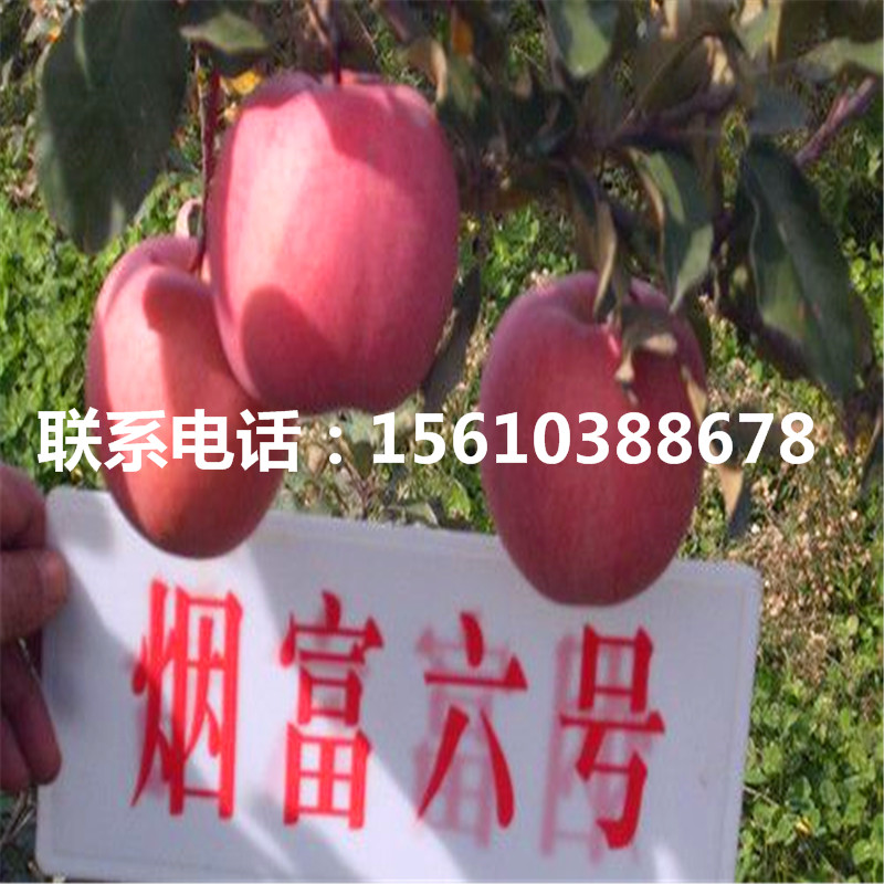 煙富7號(hào)蘋果苗、煙富7號(hào)蘋果苗哪里有賣的