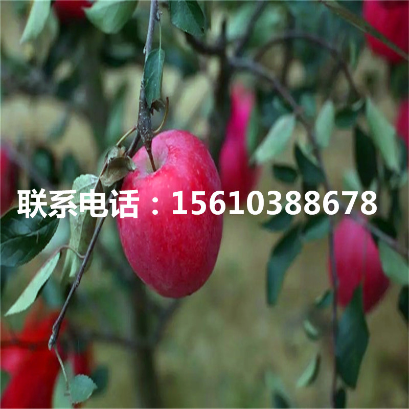 瑞陽(yáng)蘋(píng)果苗簡(jiǎn)介、瑞陽(yáng)蘋(píng)果苗出售