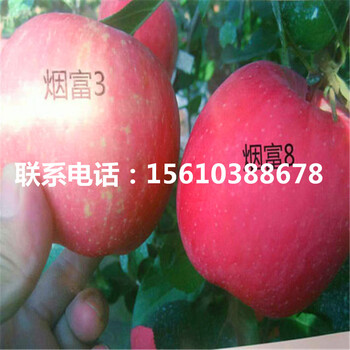 矮化蘋果苗行情、矮化蘋果苗出售基地