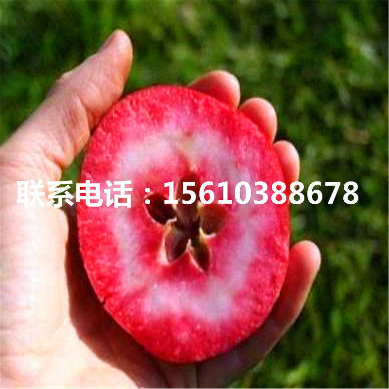 紅肉蘋果苗品種介紹、紅肉蘋果苗產(chǎn)地在哪里