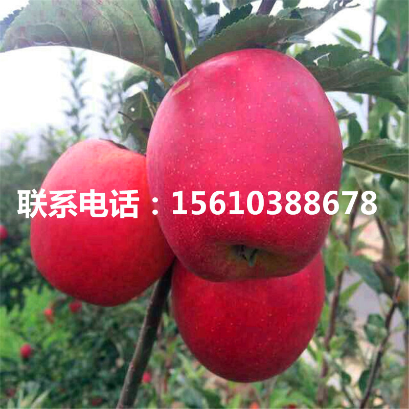 雞心果蘋果苗價格多少、雞心果蘋果苗出售