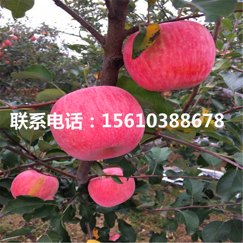 1公分蘋果苗哪里有賣、1公分蘋果苗那家好