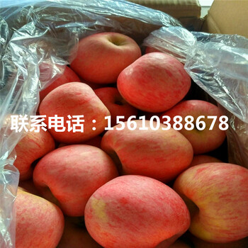國光蘋果苗那種好、國光蘋果苗怎么種