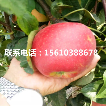 錦繡海棠樹苗管理技術(shù)、錦繡海棠樹苗那家好