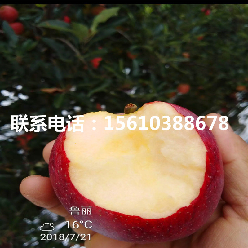 王林蘋果苗品種介紹、王林蘋果苗幾年結(jié)果