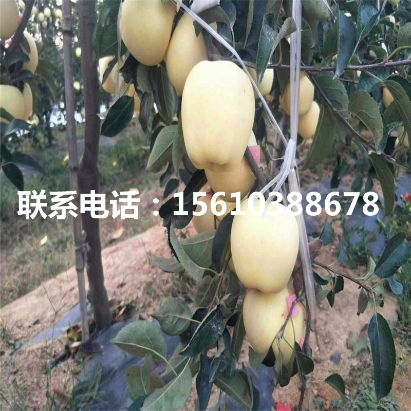 矮化m9t337蘋果種植基地、矮化m9t337蘋果一棵多少錢