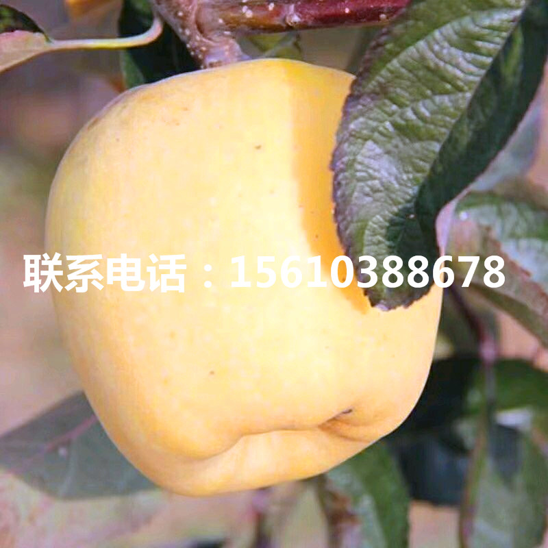 煙富6號蘋果苗、煙富6號蘋果苗產(chǎn)量多少