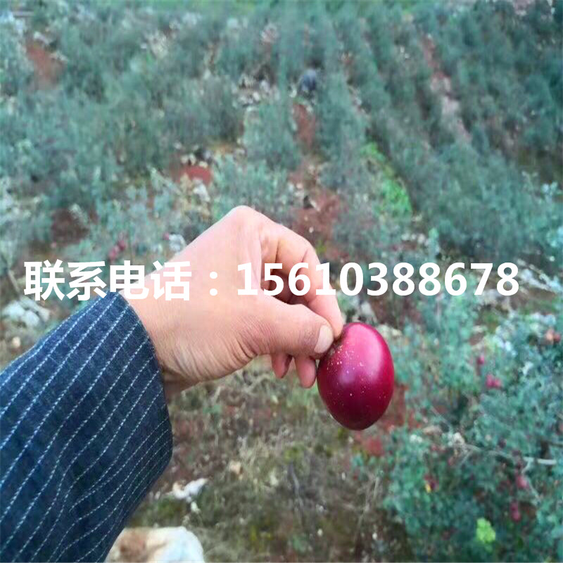 雞心果蘋(píng)果苗哪里有賣(mài)、雞心果蘋(píng)果苗品種