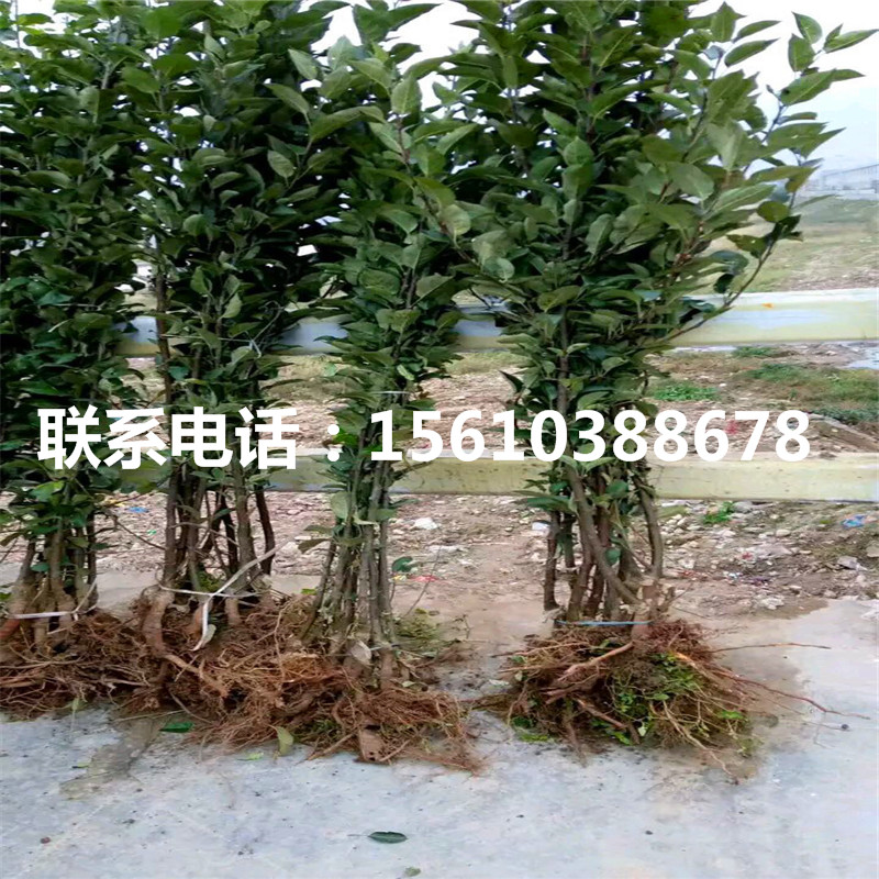 華碩蘋果苗哪里有賣、華碩蘋果苗供應(yīng)批發(fā)