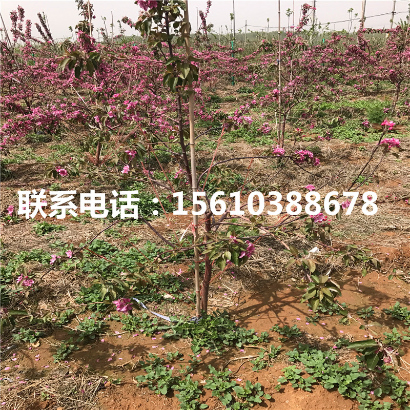 雞心果蘋果苗品種介紹、雞心果蘋果苗出售基地