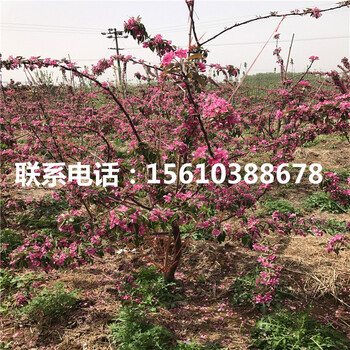 神富一號蘋果苗、神富一號蘋果苗出售基地