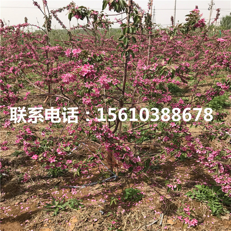 雞心果蘋(píng)果苗行情、雞心果蘋(píng)果苗幾年結(jié)果