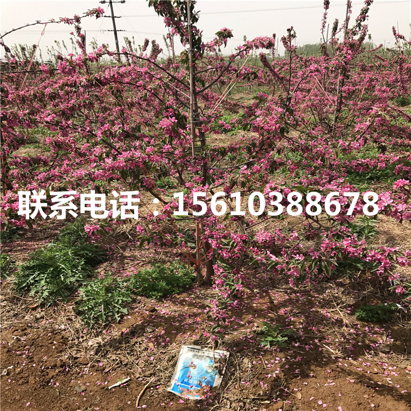 眾成一號(hào)蘋果苗那種好、眾成一號(hào)蘋果苗品種