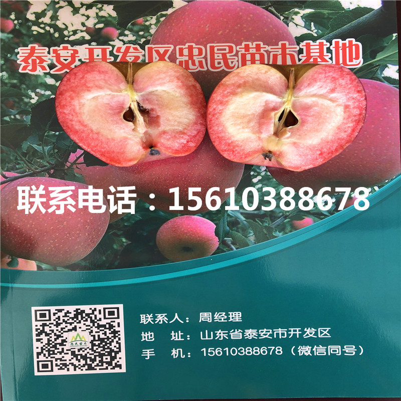 煙富8號(hào)蘋(píng)果苗哪里有賣(mài)、煙富8號(hào)蘋(píng)果苗品種
