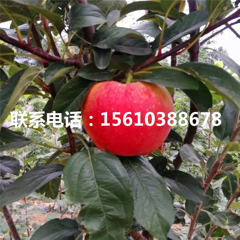 紅富士蘋果苗品種介紹、紅富士蘋果苗品種
