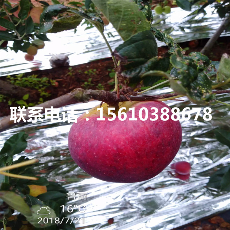 雞心果蘋果苗價格多少、雞心果蘋果苗出售